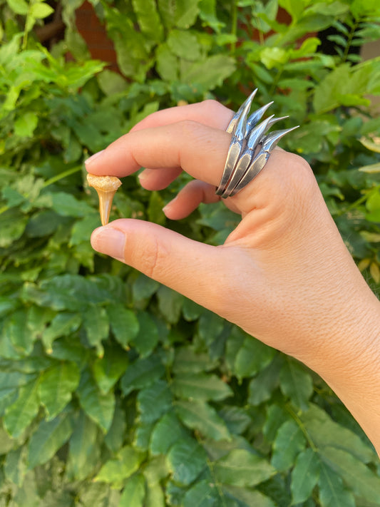 Shark Tooth Ring Stack